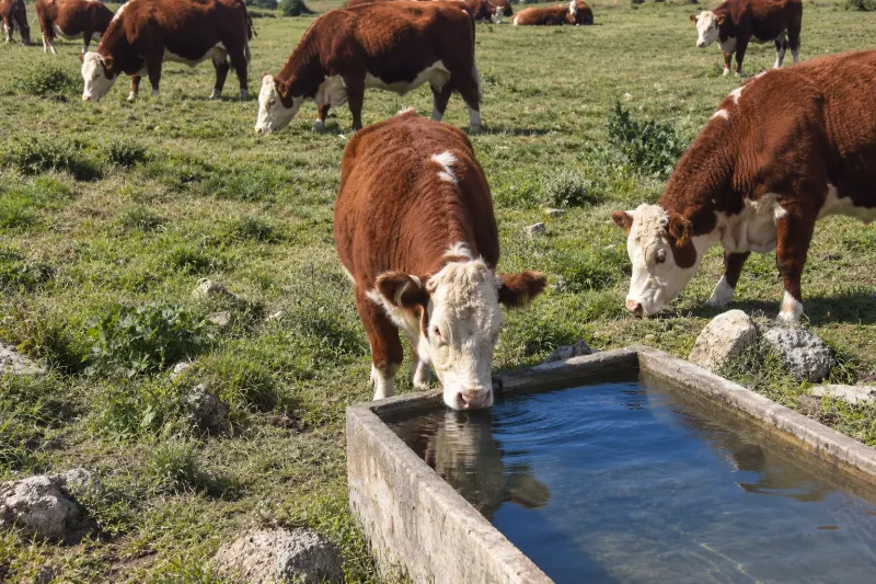 Vacas Hereford tomando agua de un bebedero de hormigón