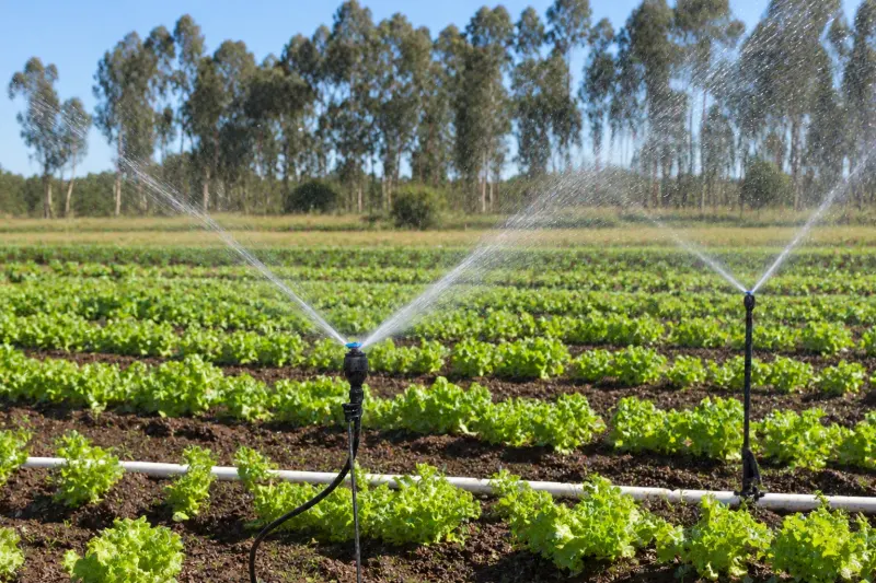 Aspersores regando una huerta de lechugas con agua de pozo