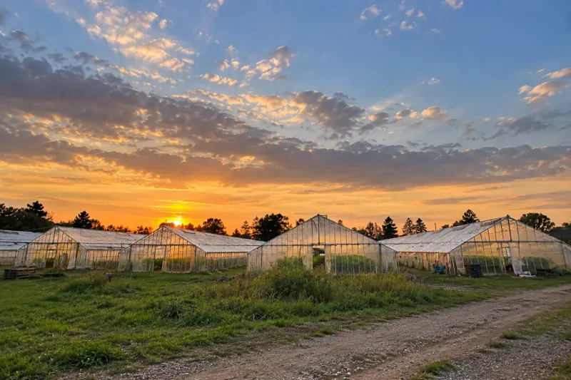 Invernáculos de una chacra de Canelones al atardecer