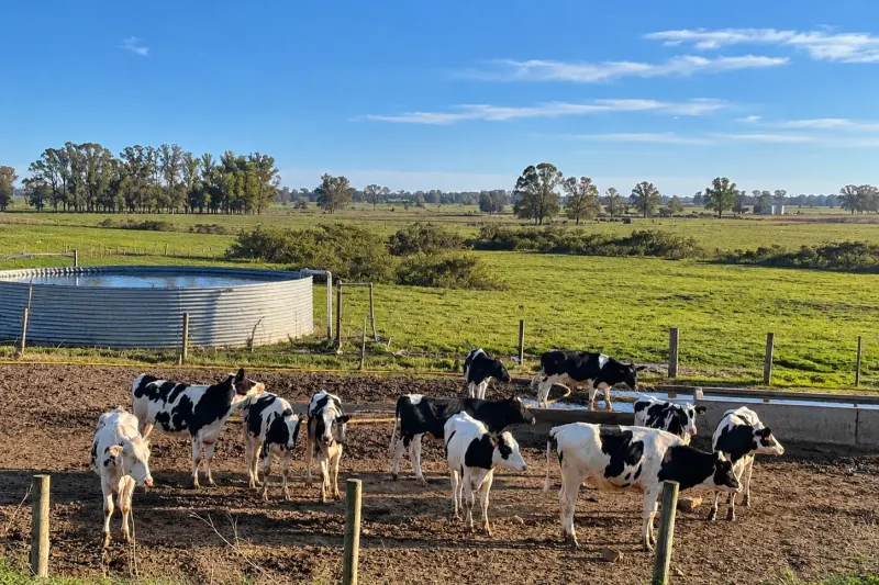 Vacas Holando junto a un tanque australiano en un tambo de Colonia