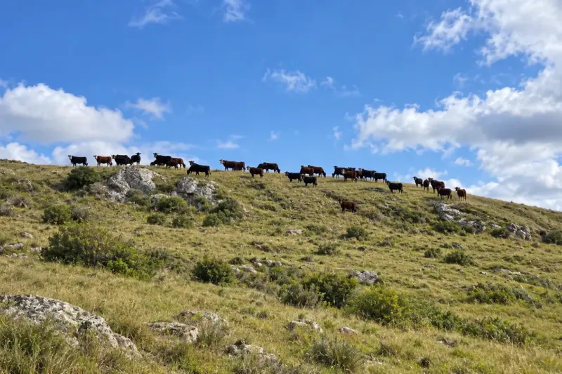 Vacas en una ladera de piedra en las sierras del este