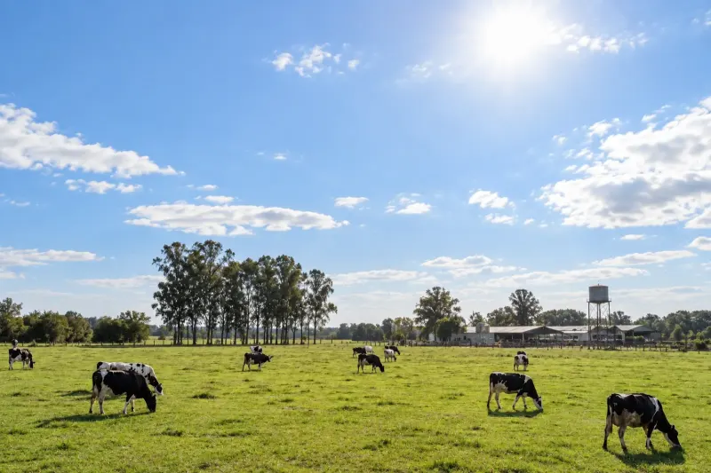 Vacas Holando y tanque elevado en un tambo de Florida