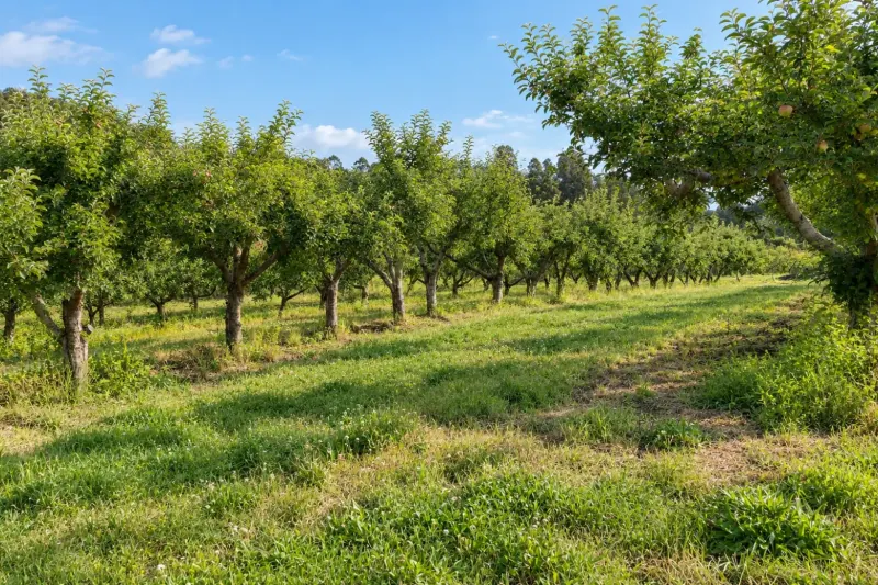 Quinta de frutales en la zona rural de Montevideo