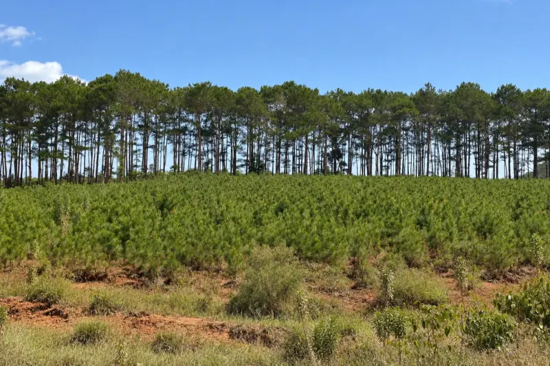 Forestación de pinos sobre suelo arenoso en Tacuarembó