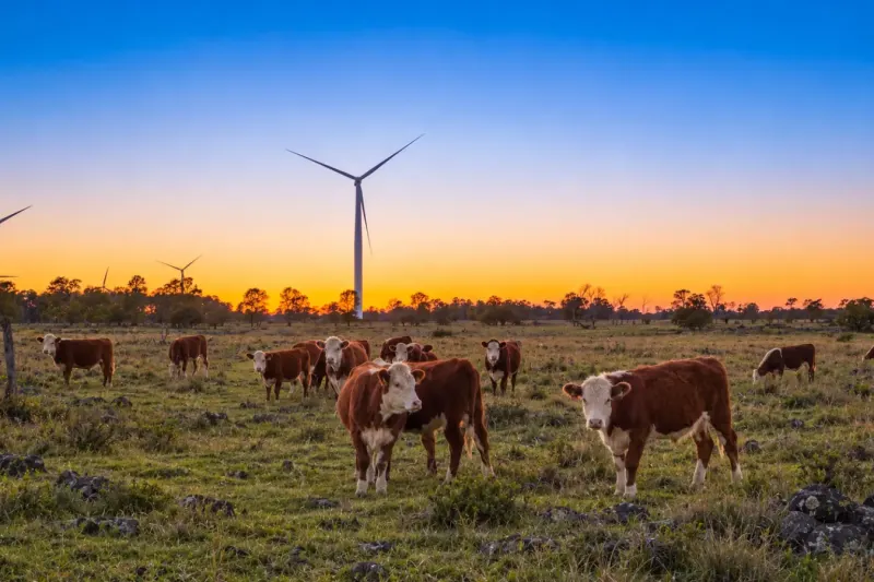 Vacas Hereford y molinos eólicos al atardecer en Salto